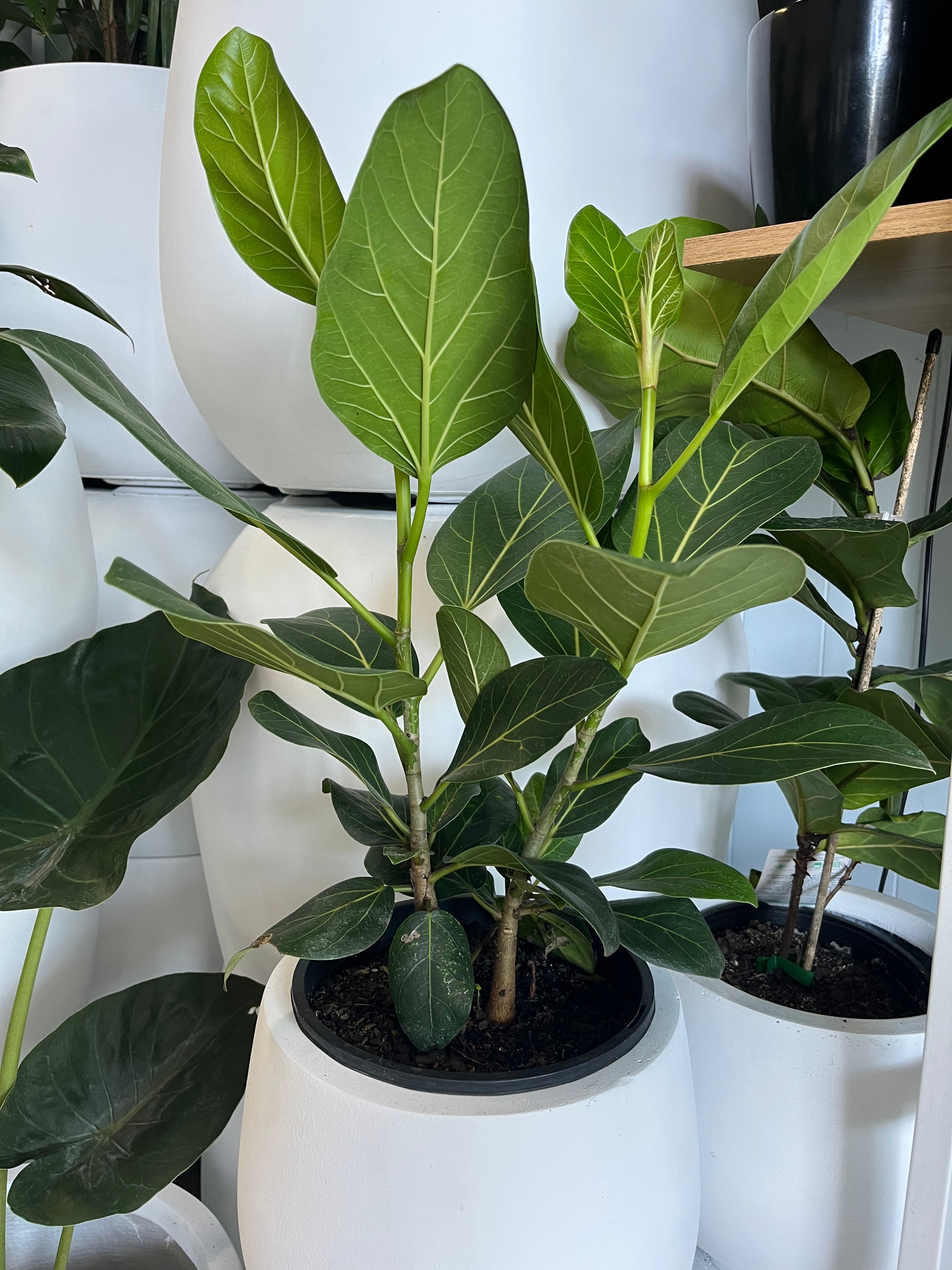 Ficus benghalensis 'Audrey' - Ficus Audrey