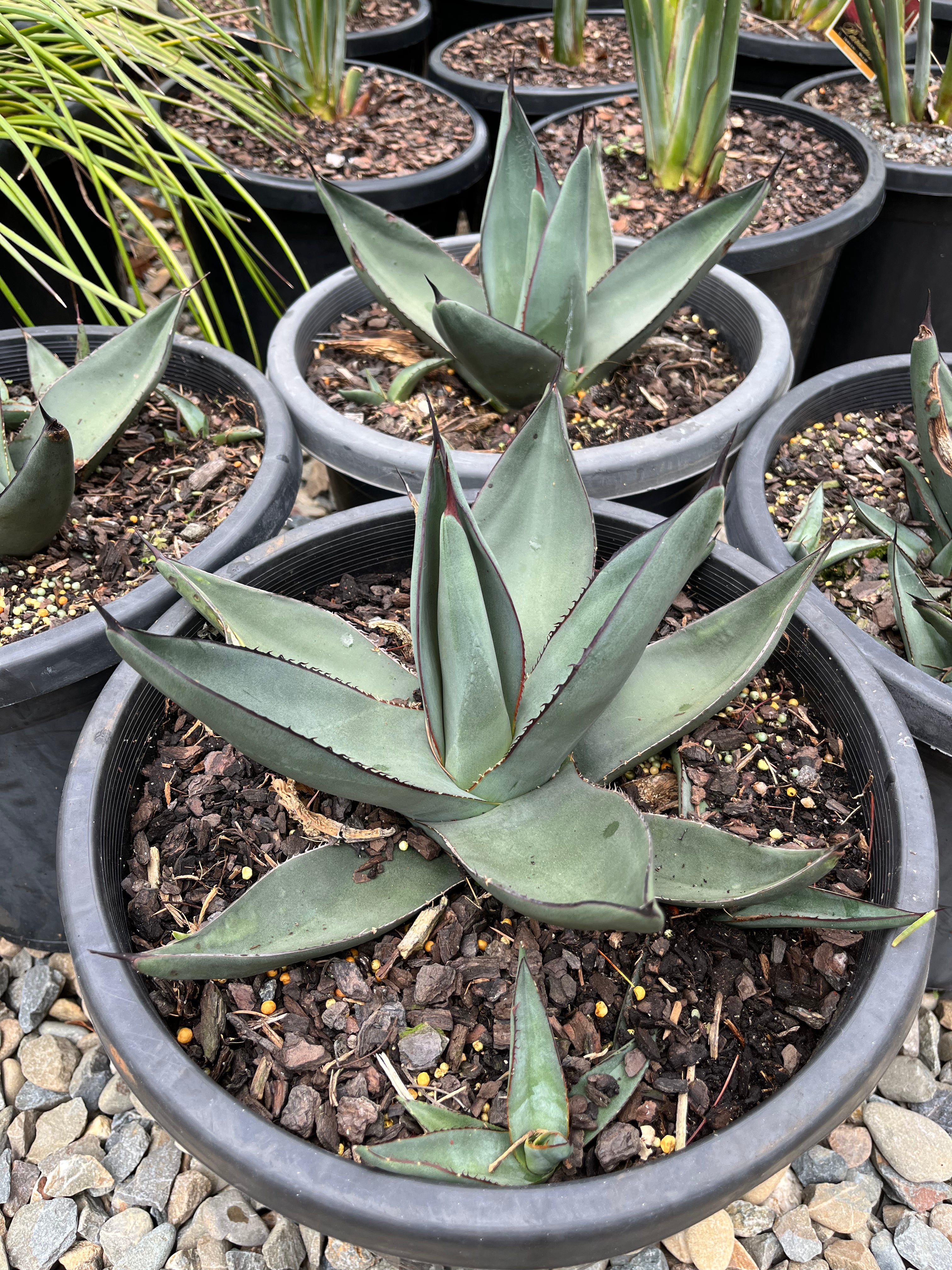 Agave ‘Sharkskin’