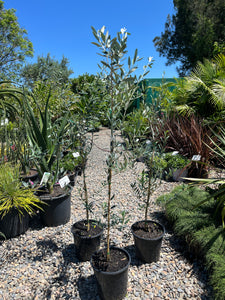 Olea europaea ’Manzanillo’ - Spanish Olive