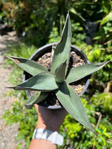 Agave ‘Sharkskin’