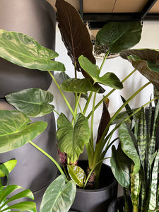 Alocasia wentii - Hardy Alocasia