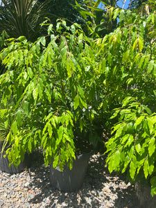 Waterhousia floribunda - Weeping Lilly Pilly