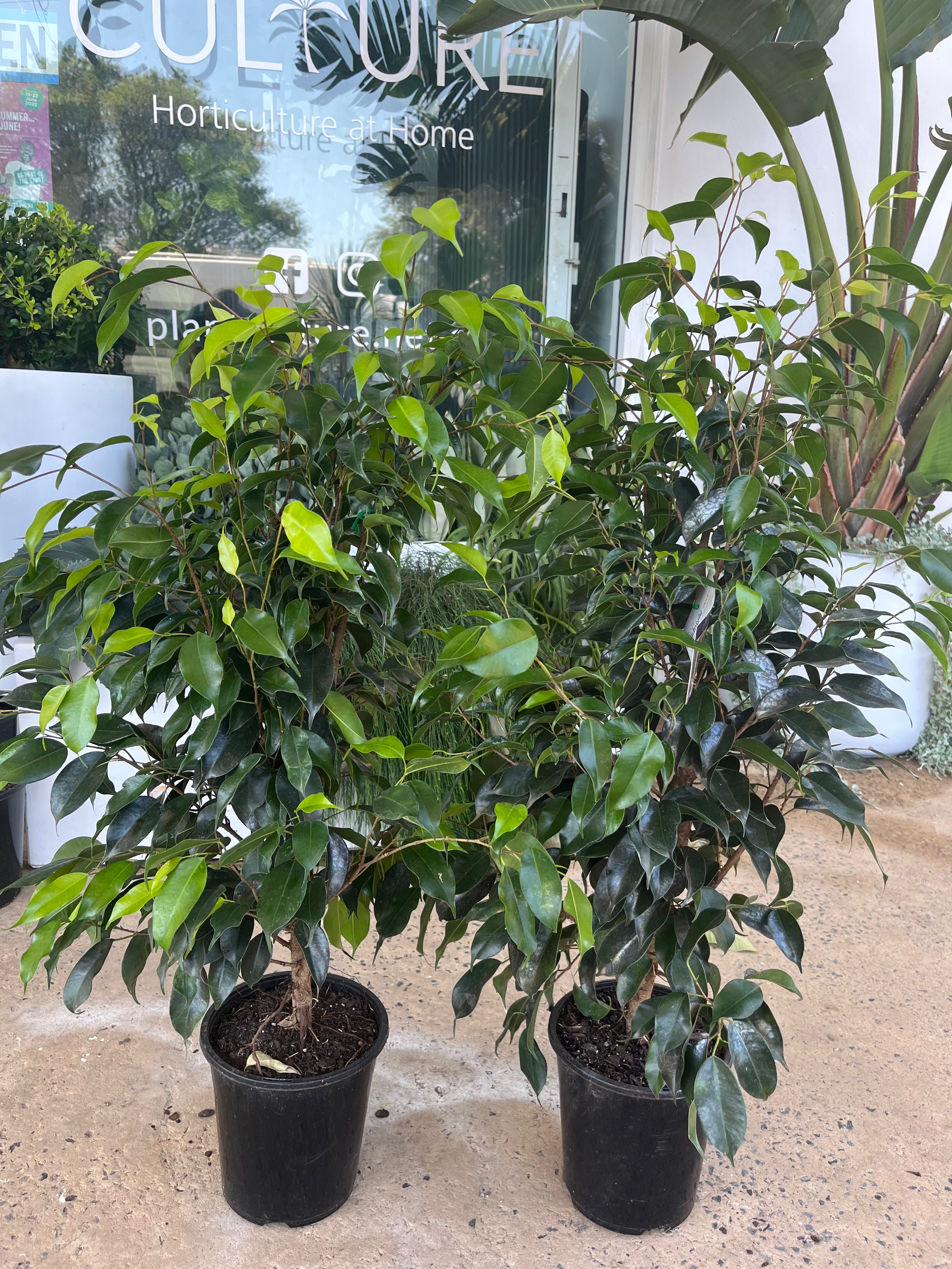 Ficus ‘Midnight Beauty’
