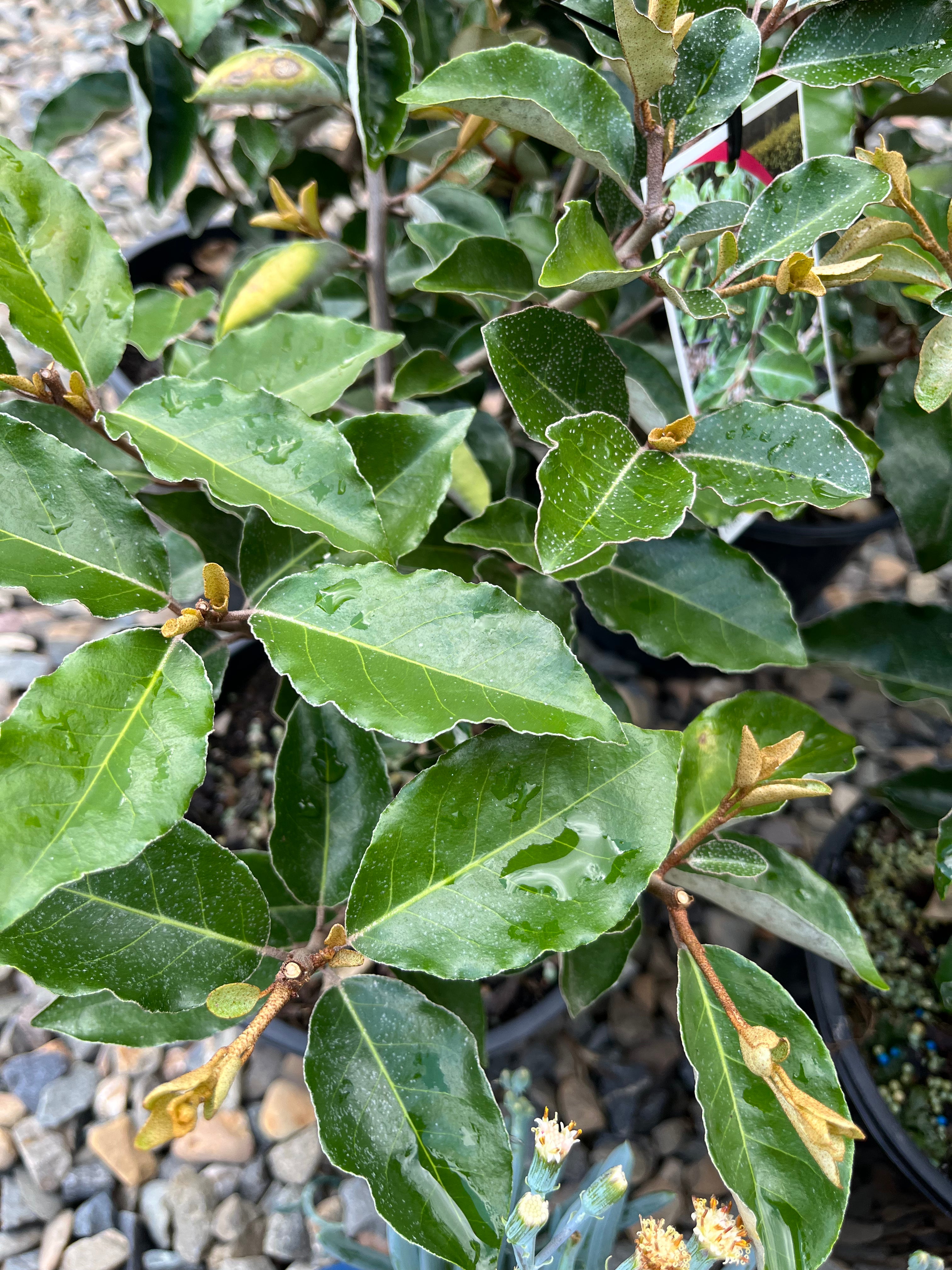 Elaeagnus macrophylla