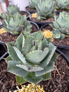 Agave pygmae