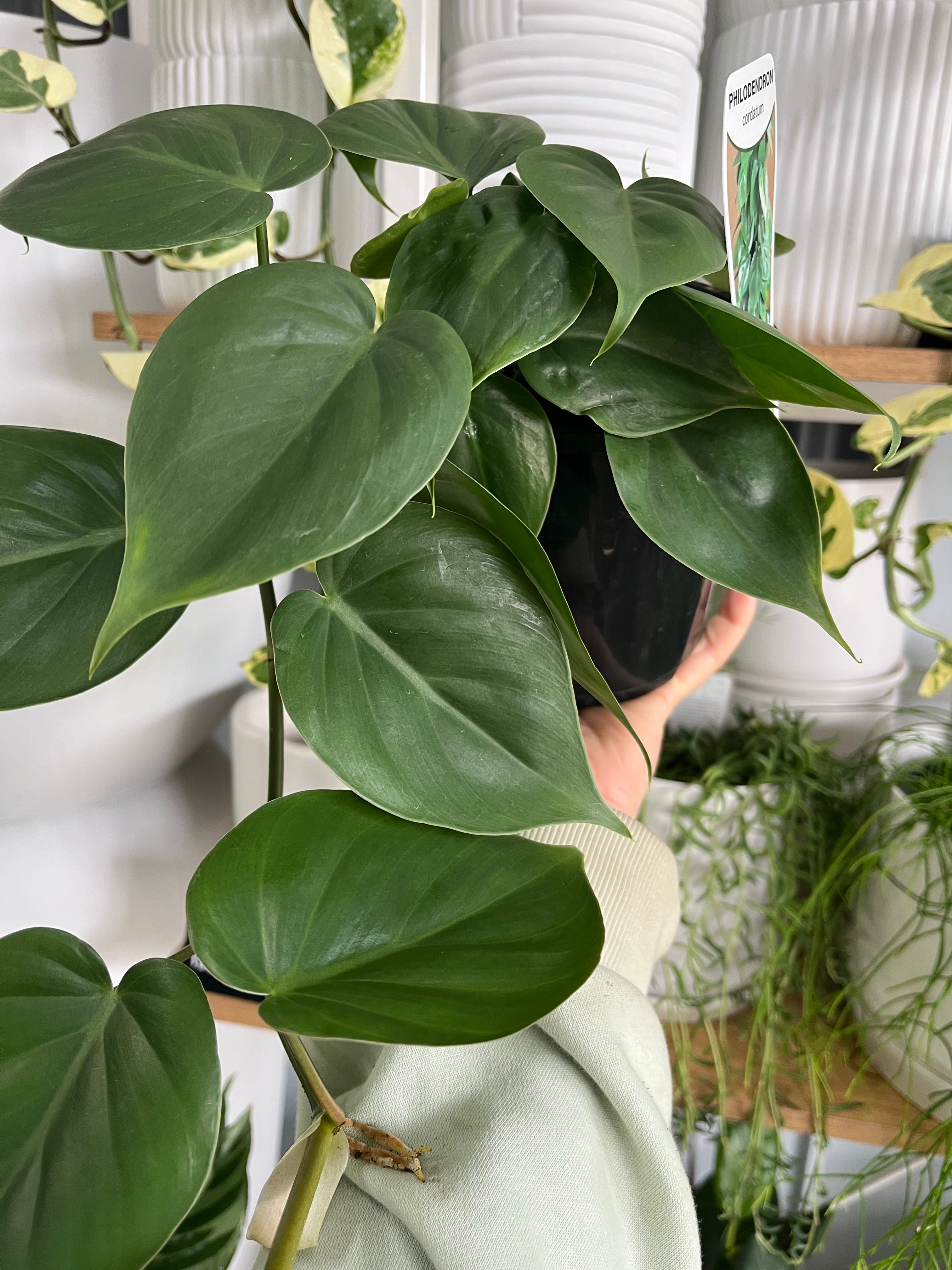Philodendron cordatum - Heart Leaf Philodendron