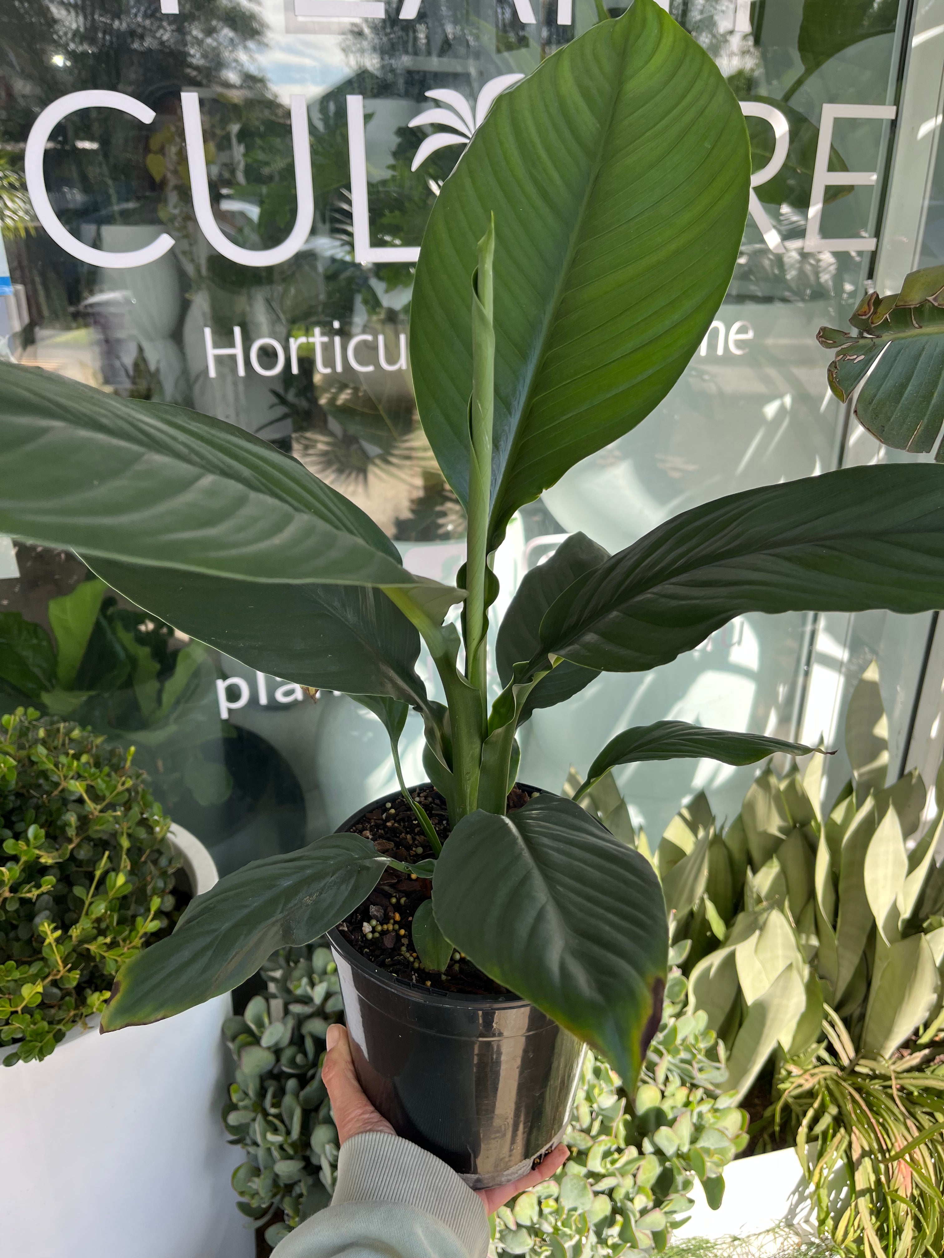 Spathiphyllum - Peace Lily