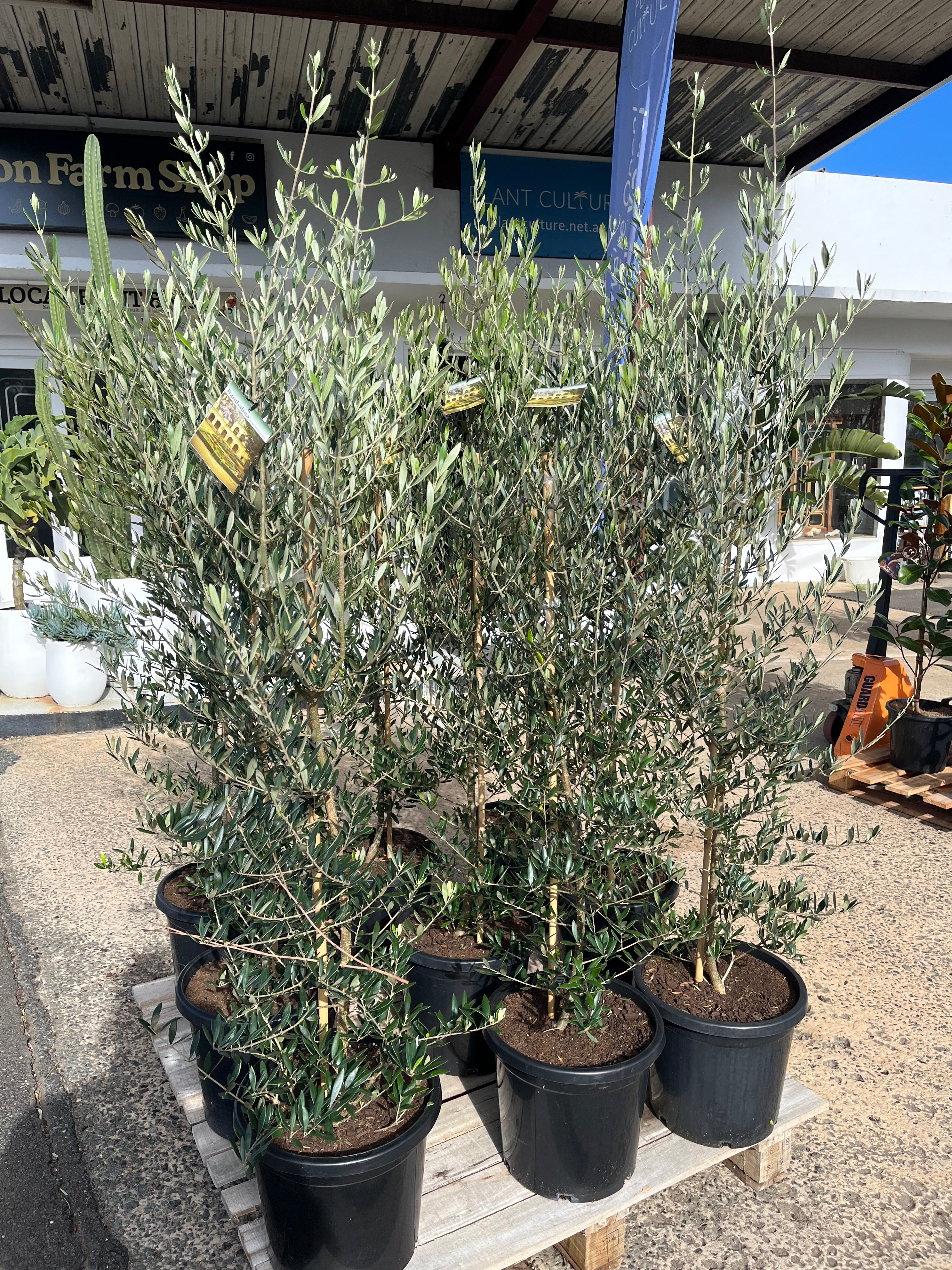 Olea ‘Bambalina’ - Dwarf Olive Tree