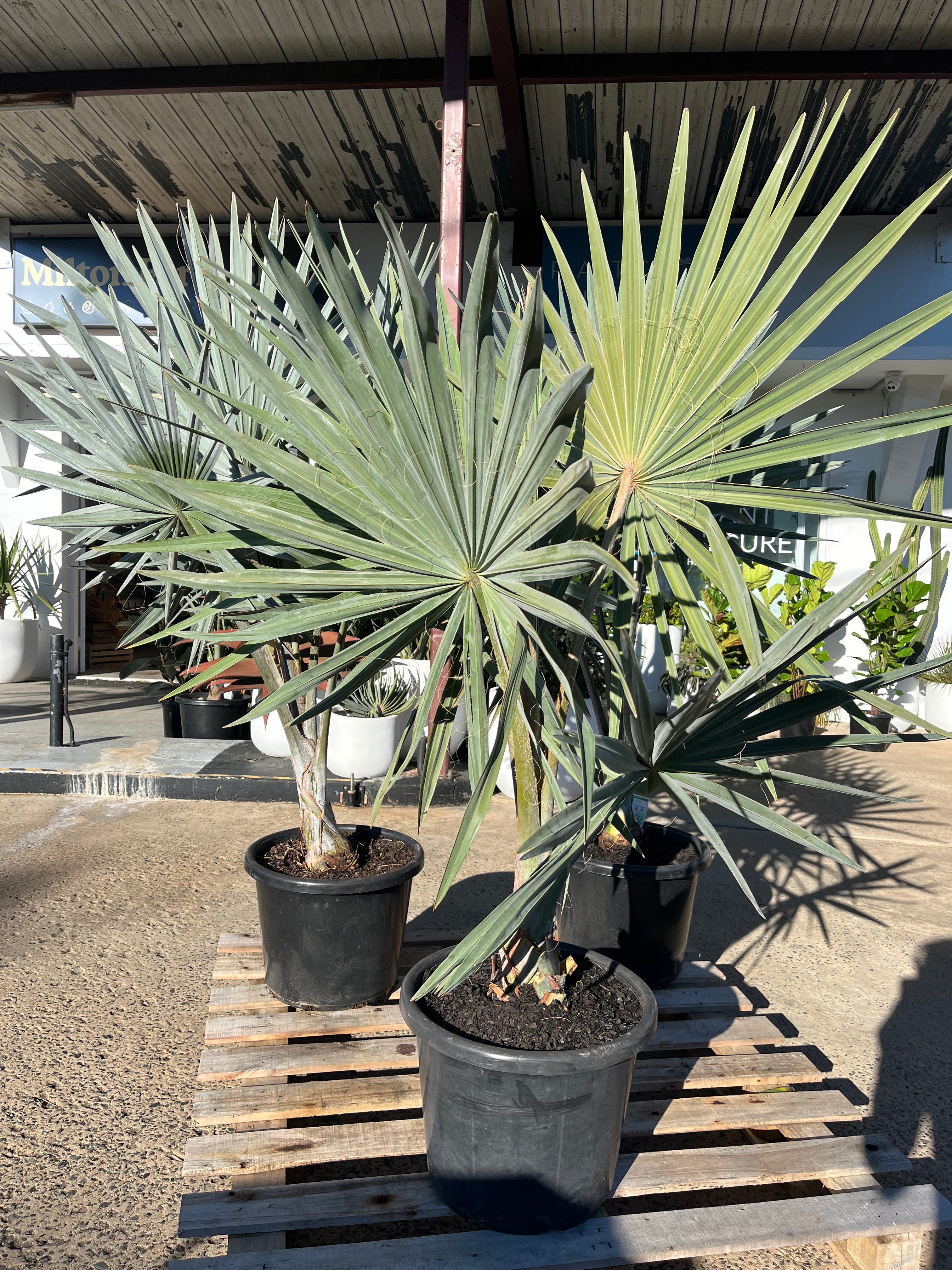 Bismarckia nobilis - Bismarck Palm