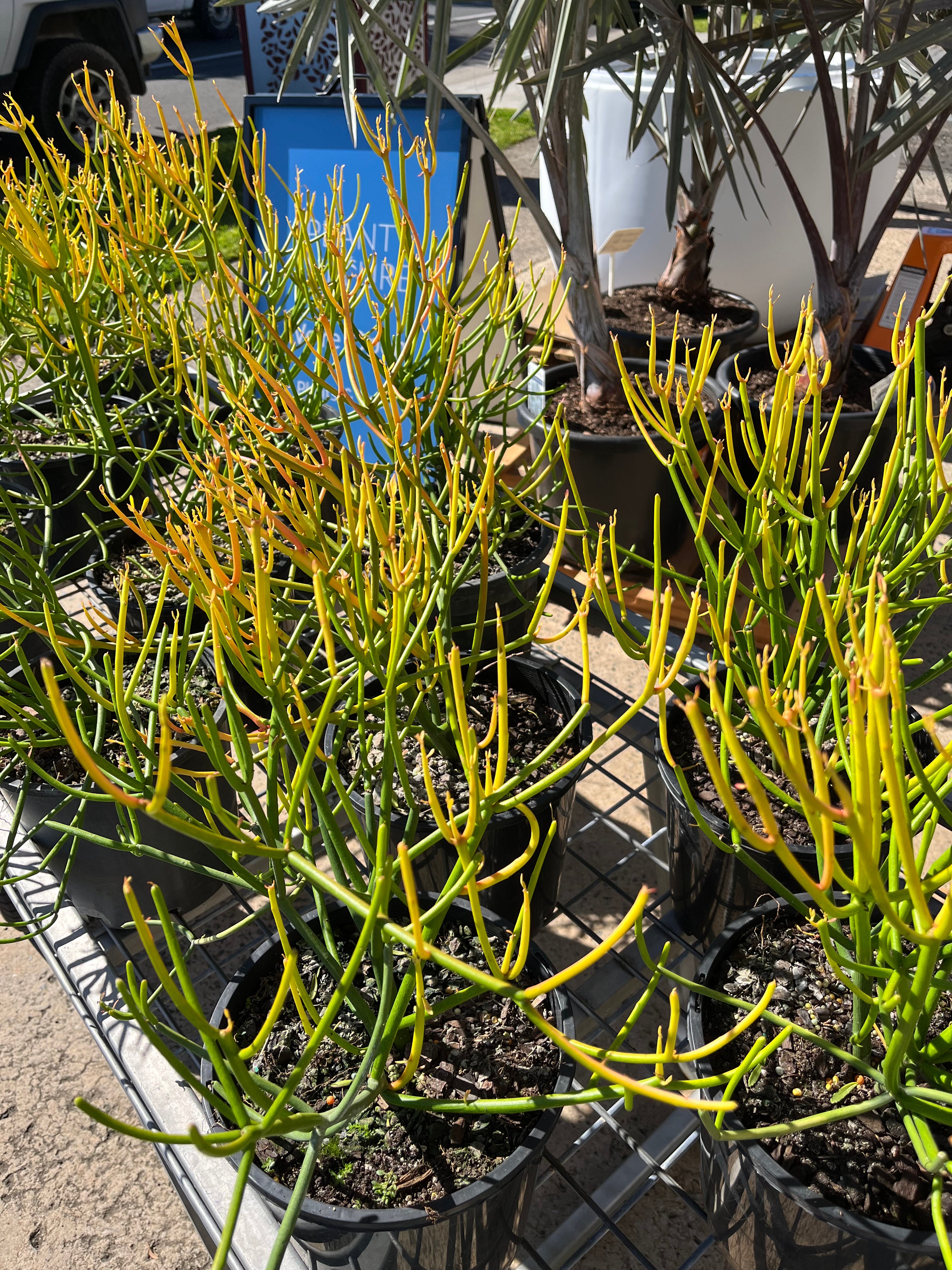 Euphorbia tirucalli ‘Firesticks’
