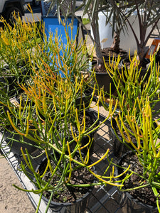 Euphorbia tirucalli ‘Firesticks’