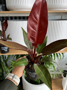 Philodendron ‘Cherry Red’