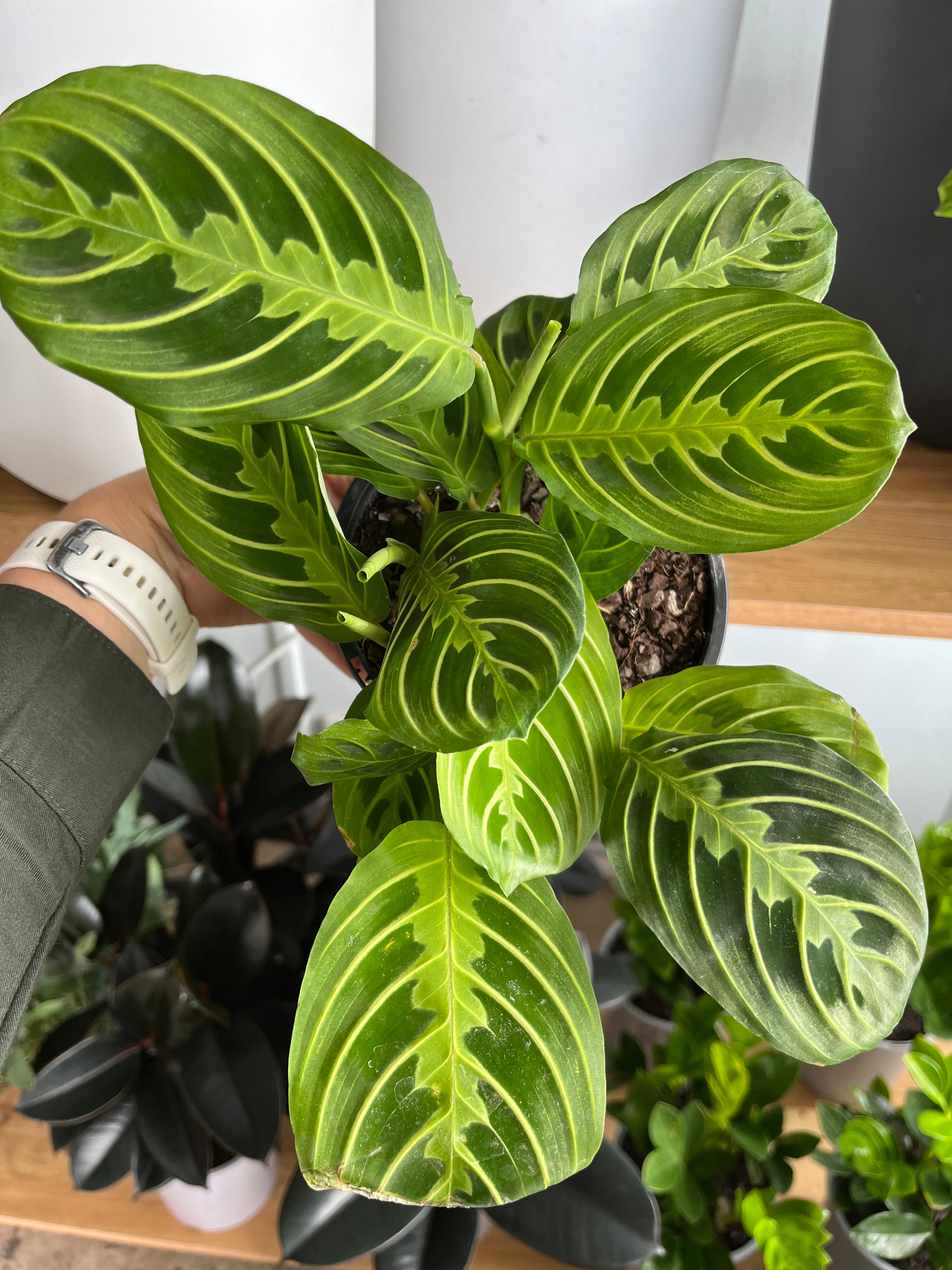 Maranta ‘Lemon and Lime’ - Prayer Plant