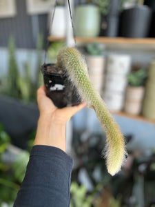 Hildewintera colademononis - Monkey Tail Cactus