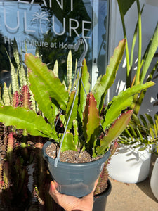Epiphyllum hybrid ‘Showboat’