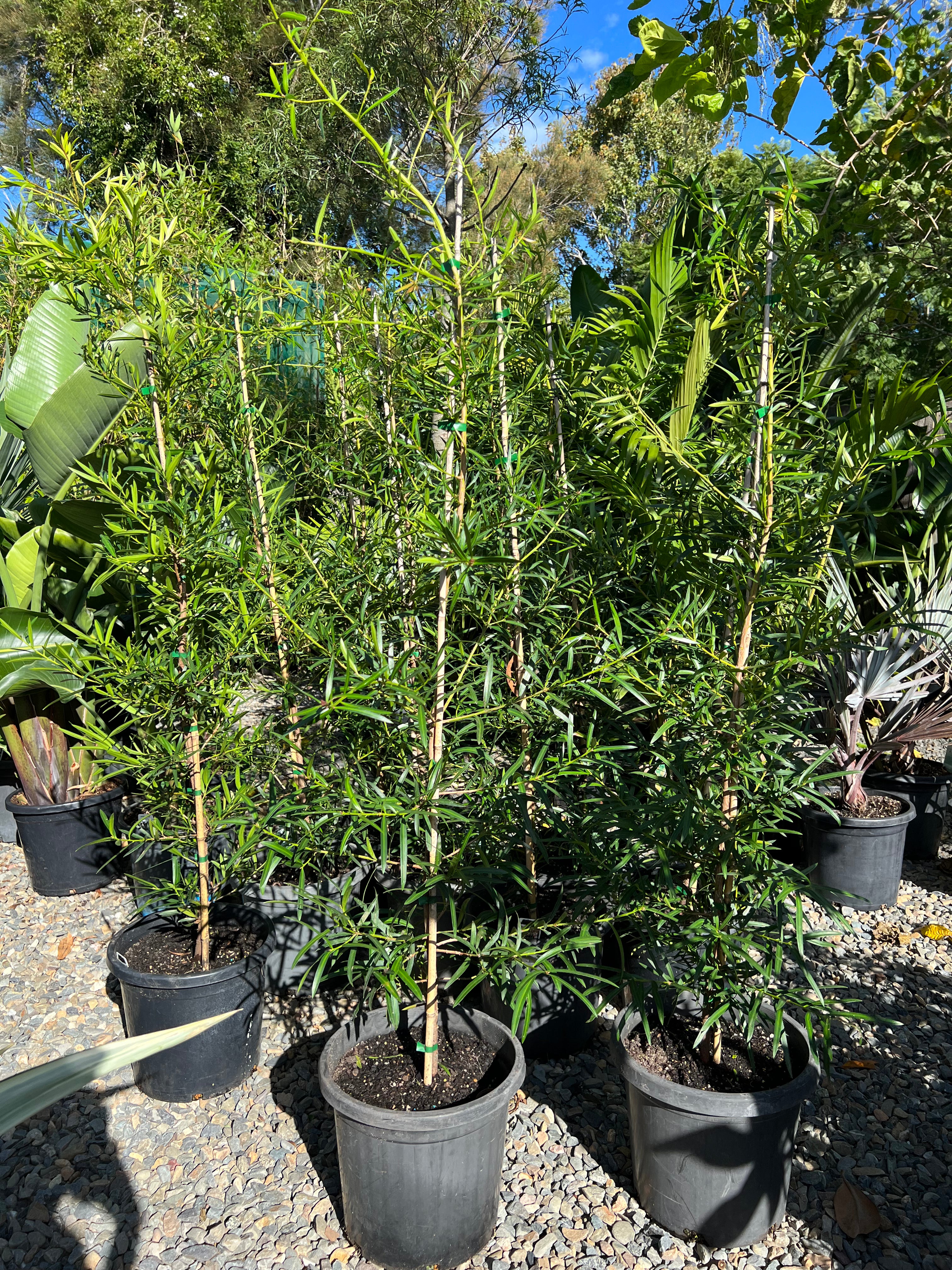 Podocarpus elatus - Illawarra Plum