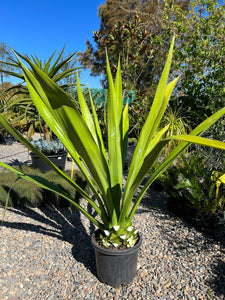 Furcraea foetida- Mauritius Hemp