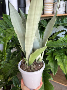 Sansevieria trifasciata ‘Moonshine’ - Mother In Laws Tongue