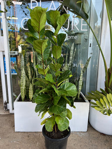 Ficus lyrata ‘Bambino’ - Fiddle Leaf Fig
