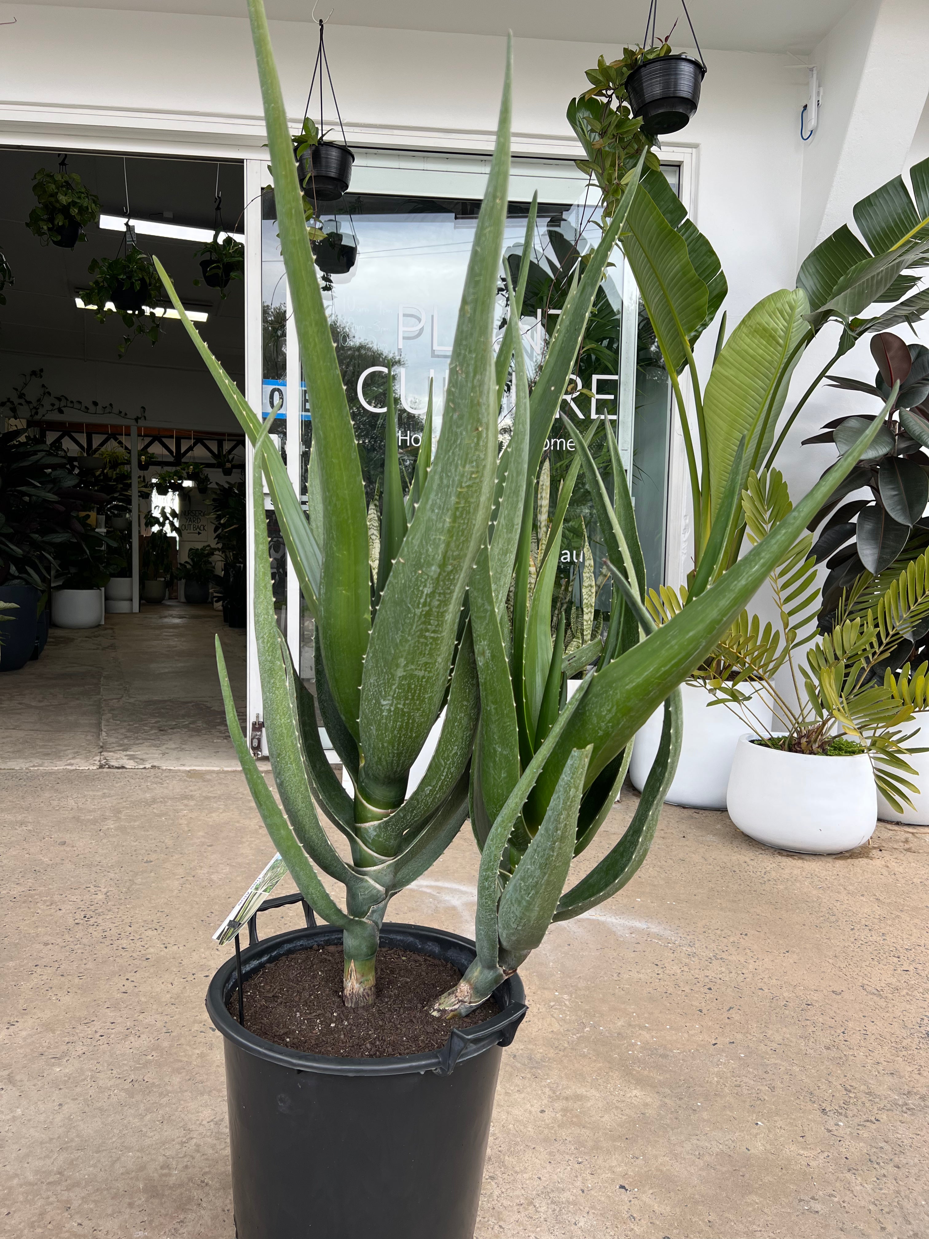 Aloe barberae - Aloe Tree