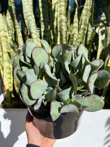 bluebird jade plant Crassula arborescens