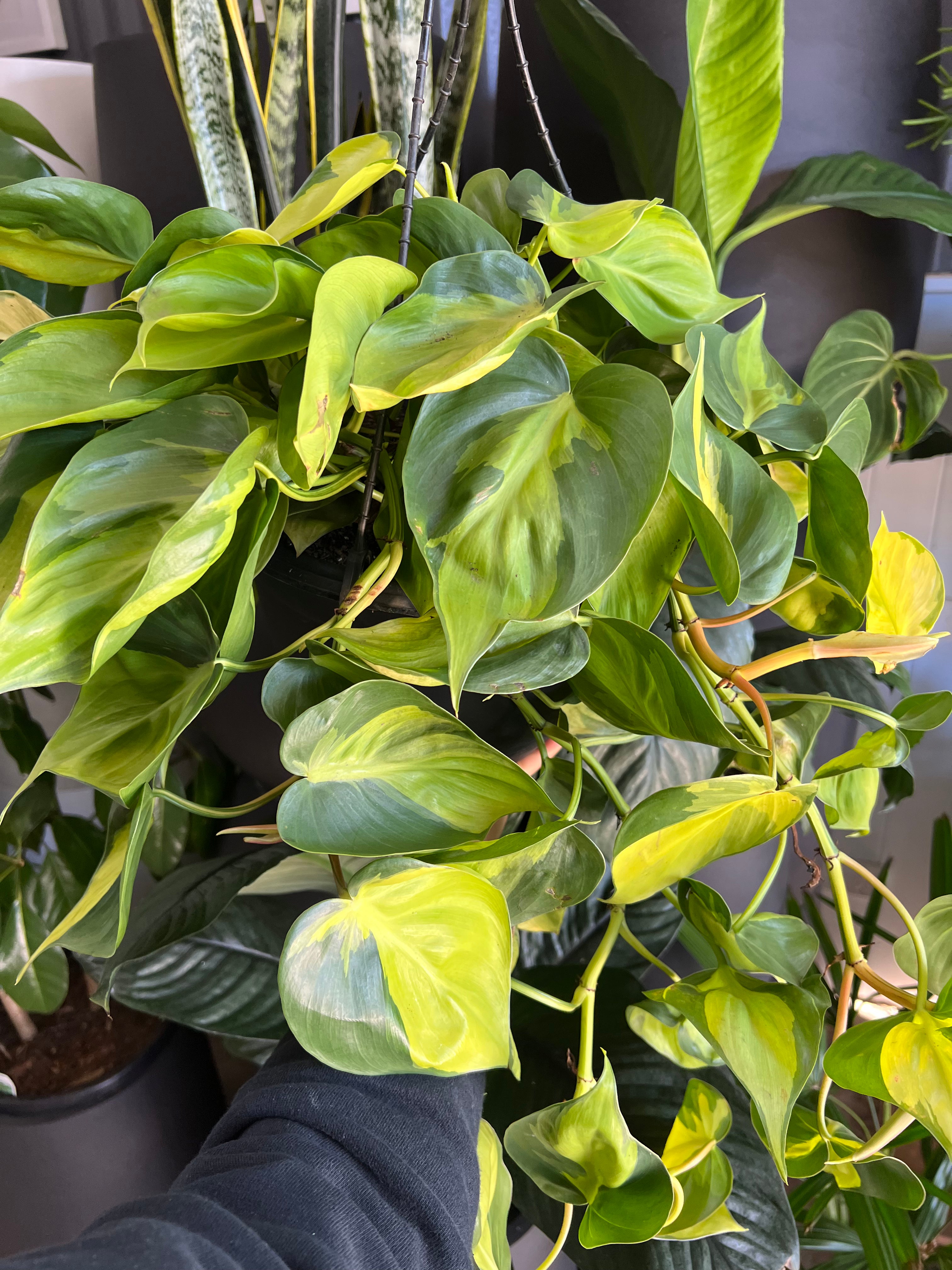 Philodendron hederaceum - Philodendron Brasil