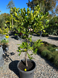 Citrus hystrix - Kaffir Lime