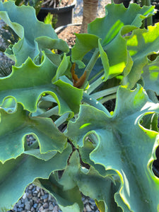 Kalanchoe beharensis - Oak Leaf