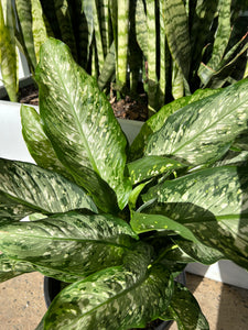 Dieffenbachia sp. - Dumb Cane