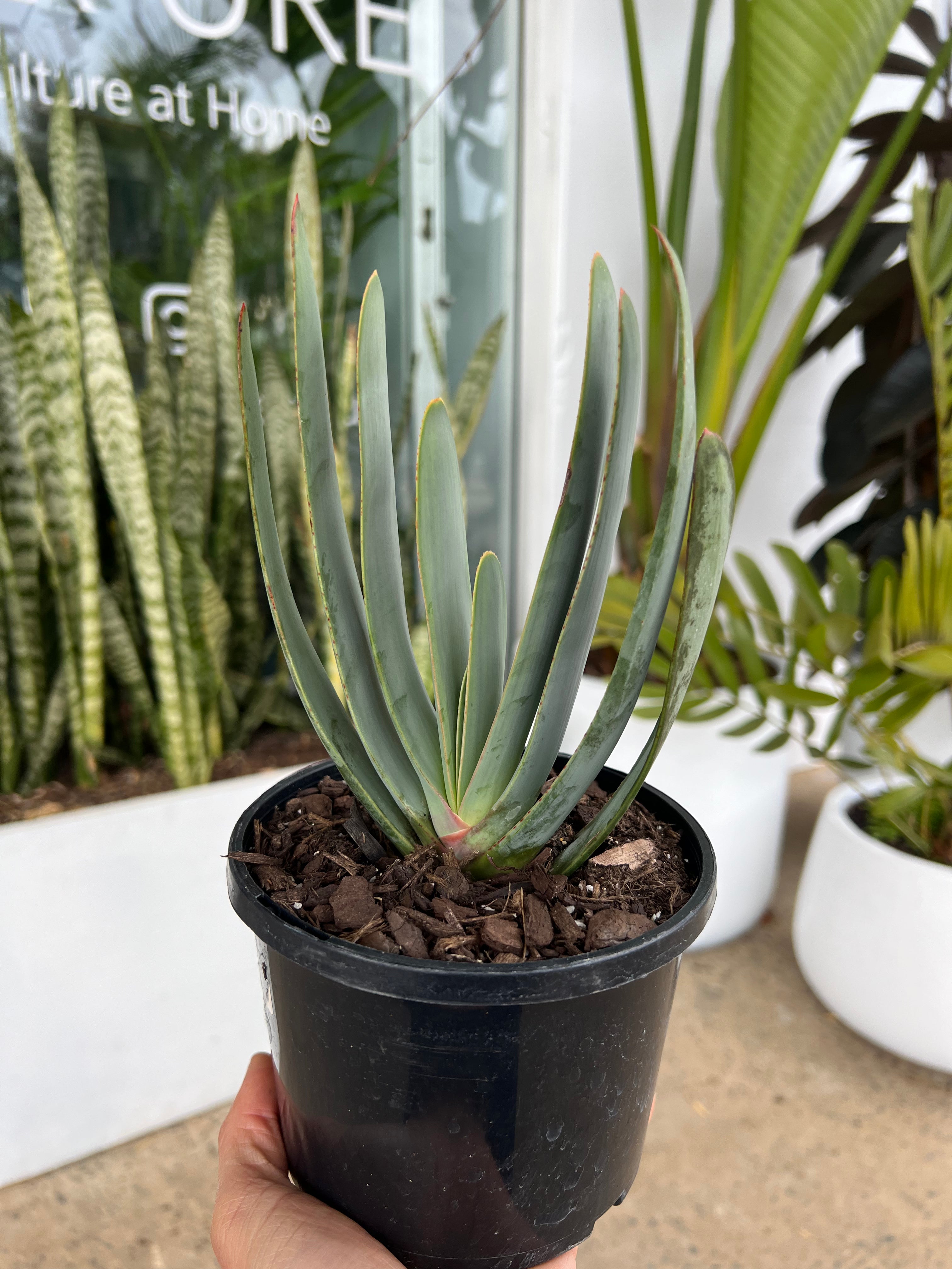 Aloe plicatilis - Fan Aloe