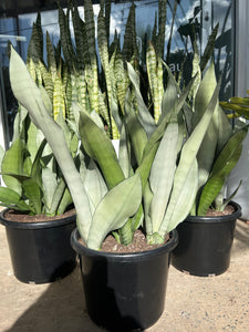 Sansevieria trifasciata ‘Moonshine’ - Mother In Laws Tongue
