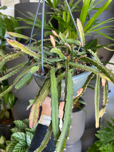 Lepismium cruciforme - Hurricane Cactus