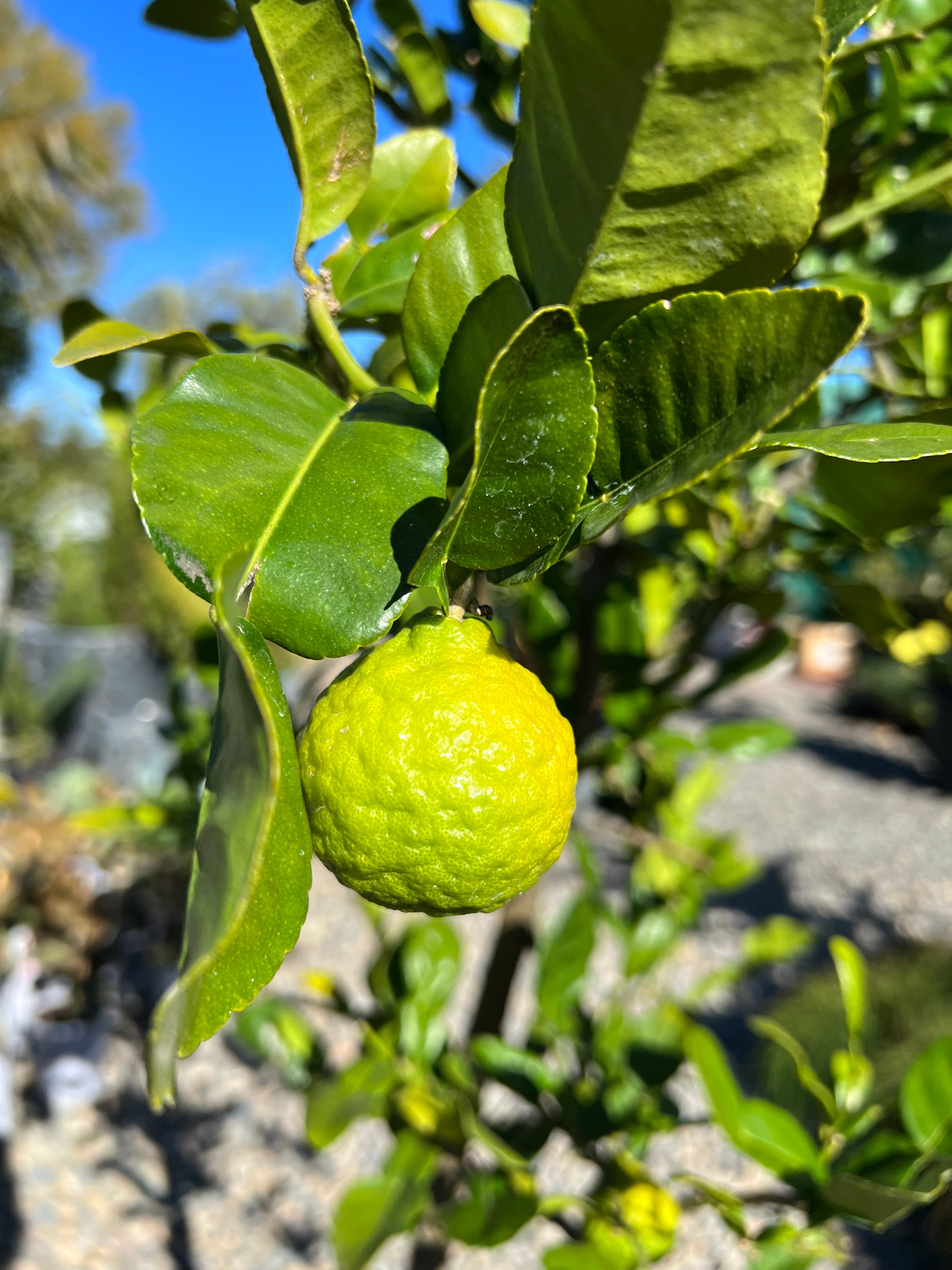 Citrus hystrix - Kaffir Lime