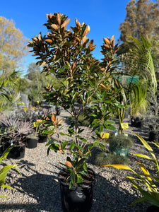 Magnolia grandiflora ‘Little Gem’