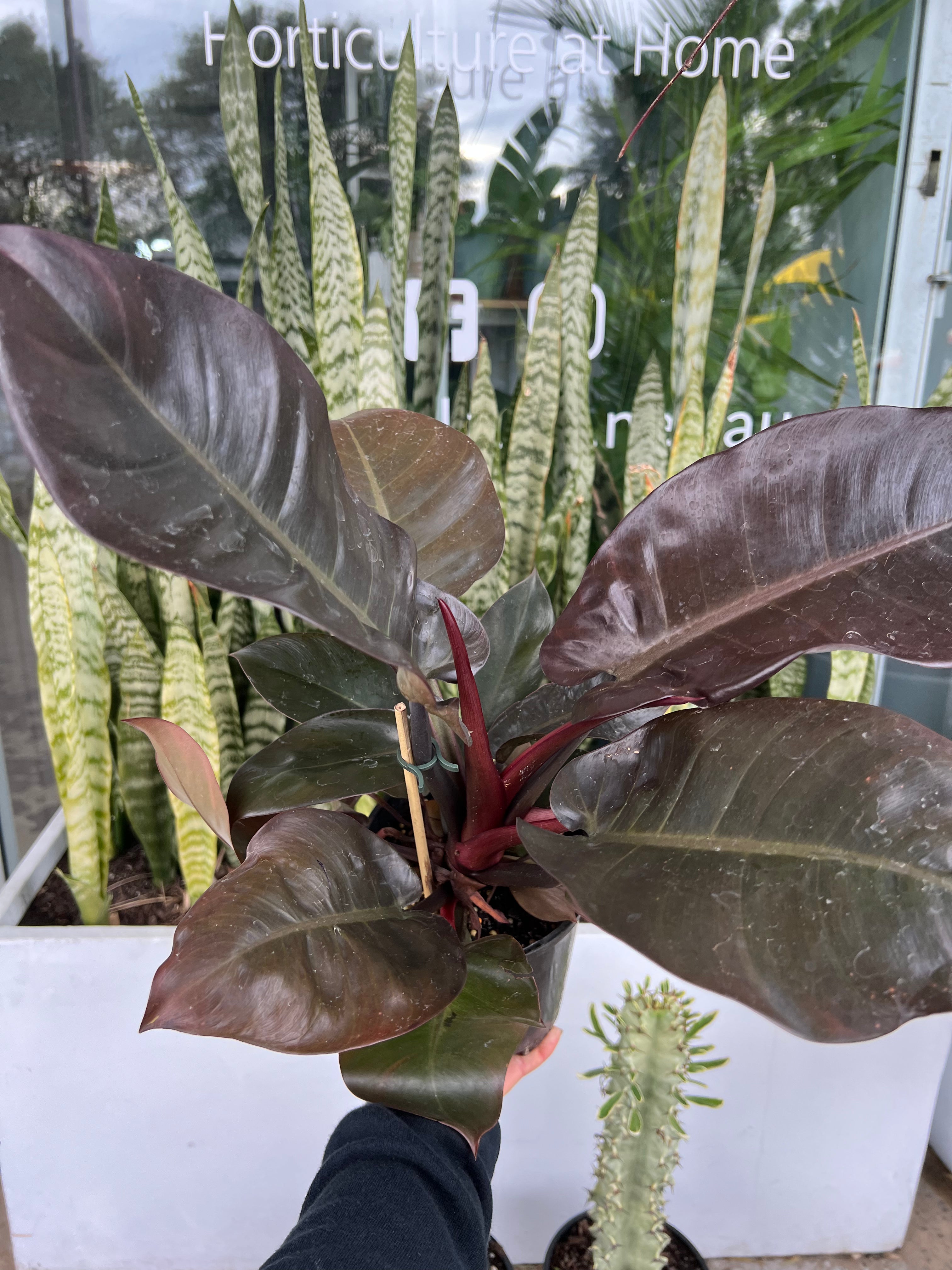 Philodendron erubescens - Black Cardinal