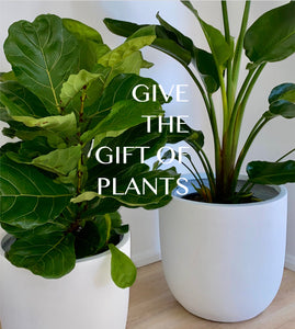 Plant Culture Gift Card
