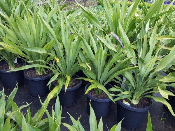 Doryanthes excelsa - Gymea Lily – Plant Culture