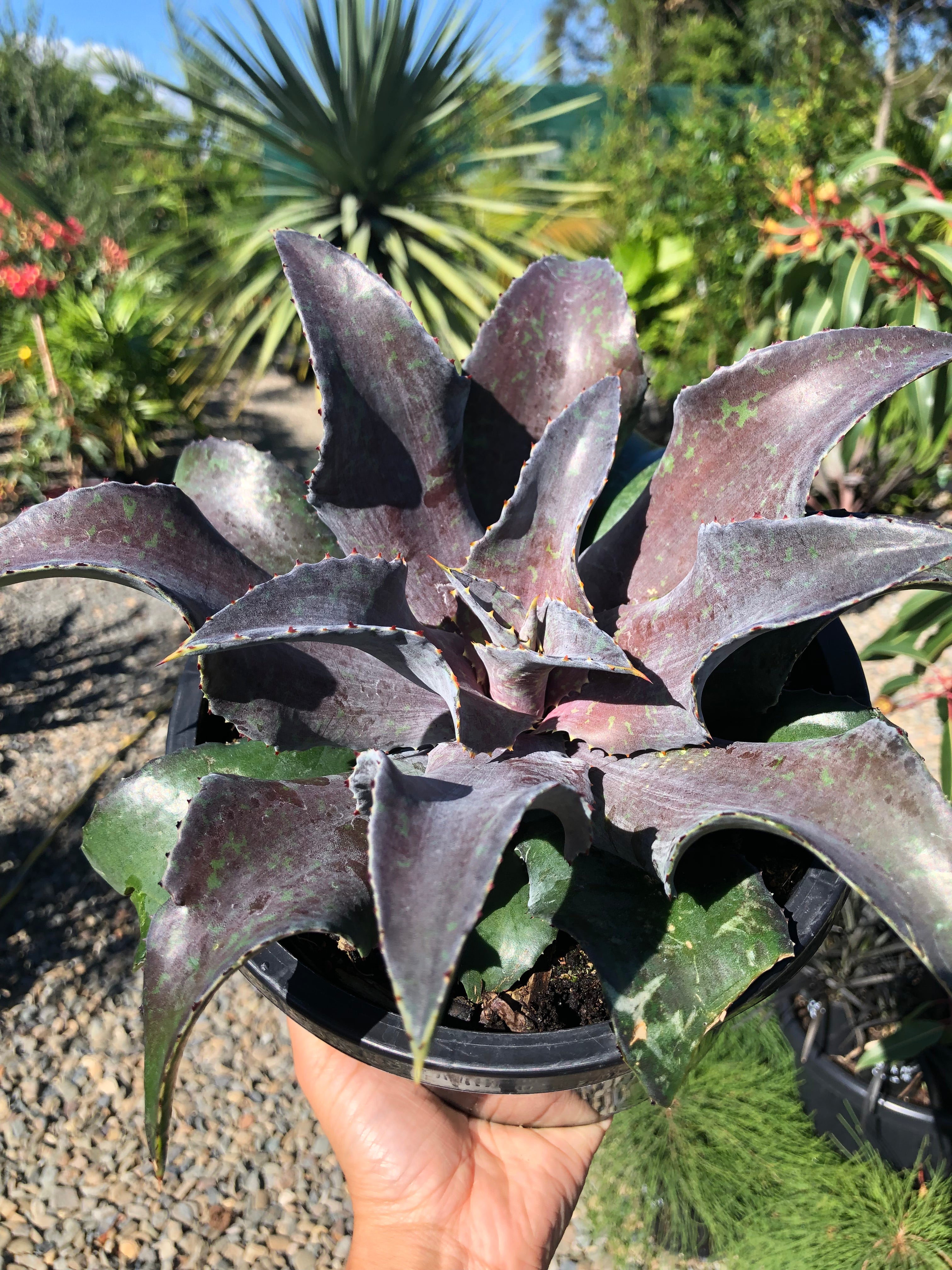 Is Bev A Night Owl Or Something More? The Shocking Truth - 2iiowa9