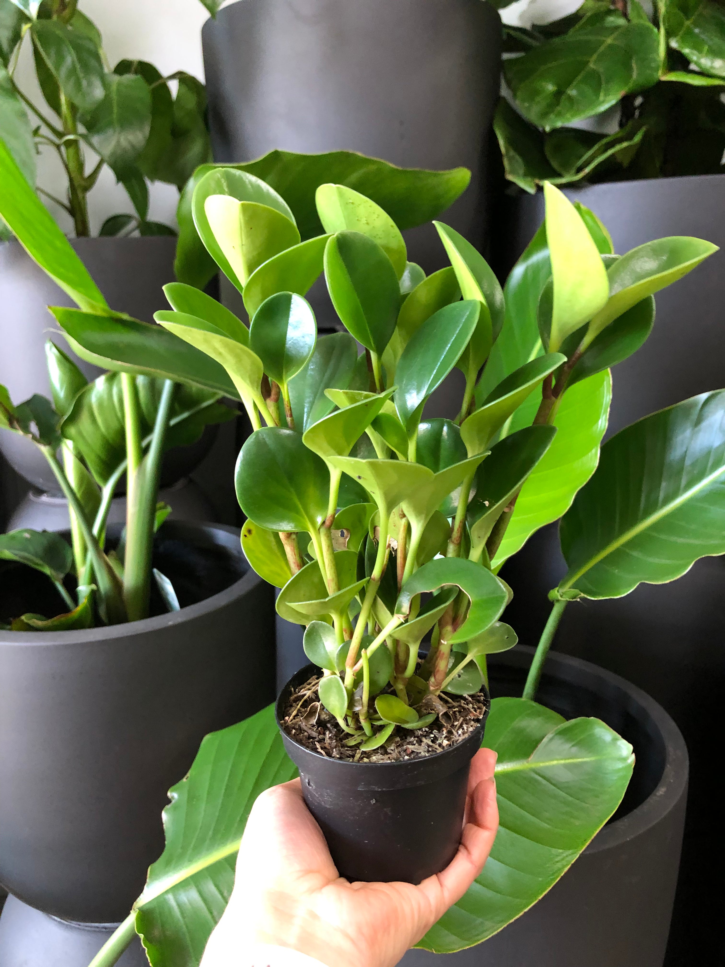 Peperomia obtusifolia - Pepper Face