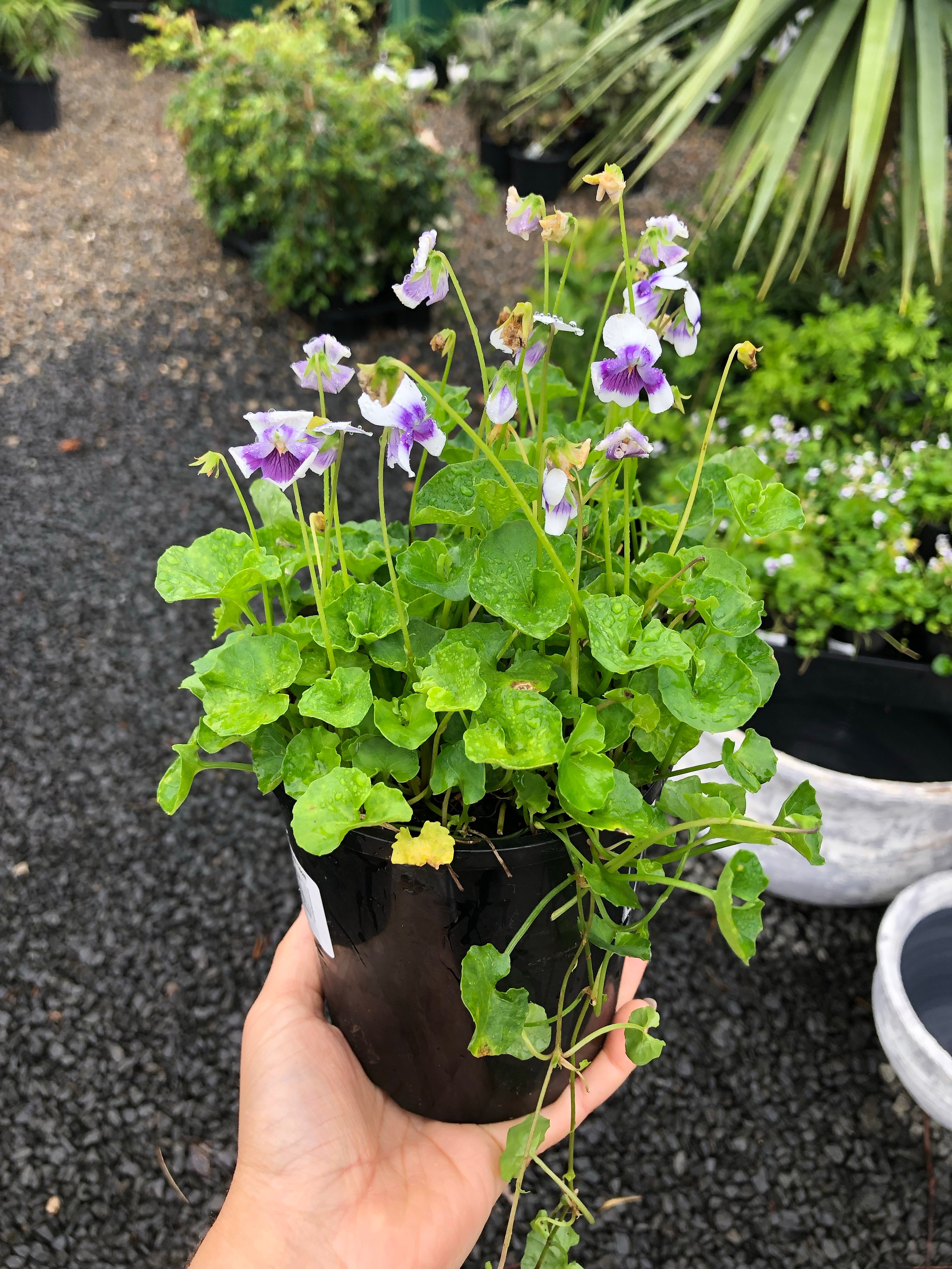 Viola hederacea - Australian Violet
