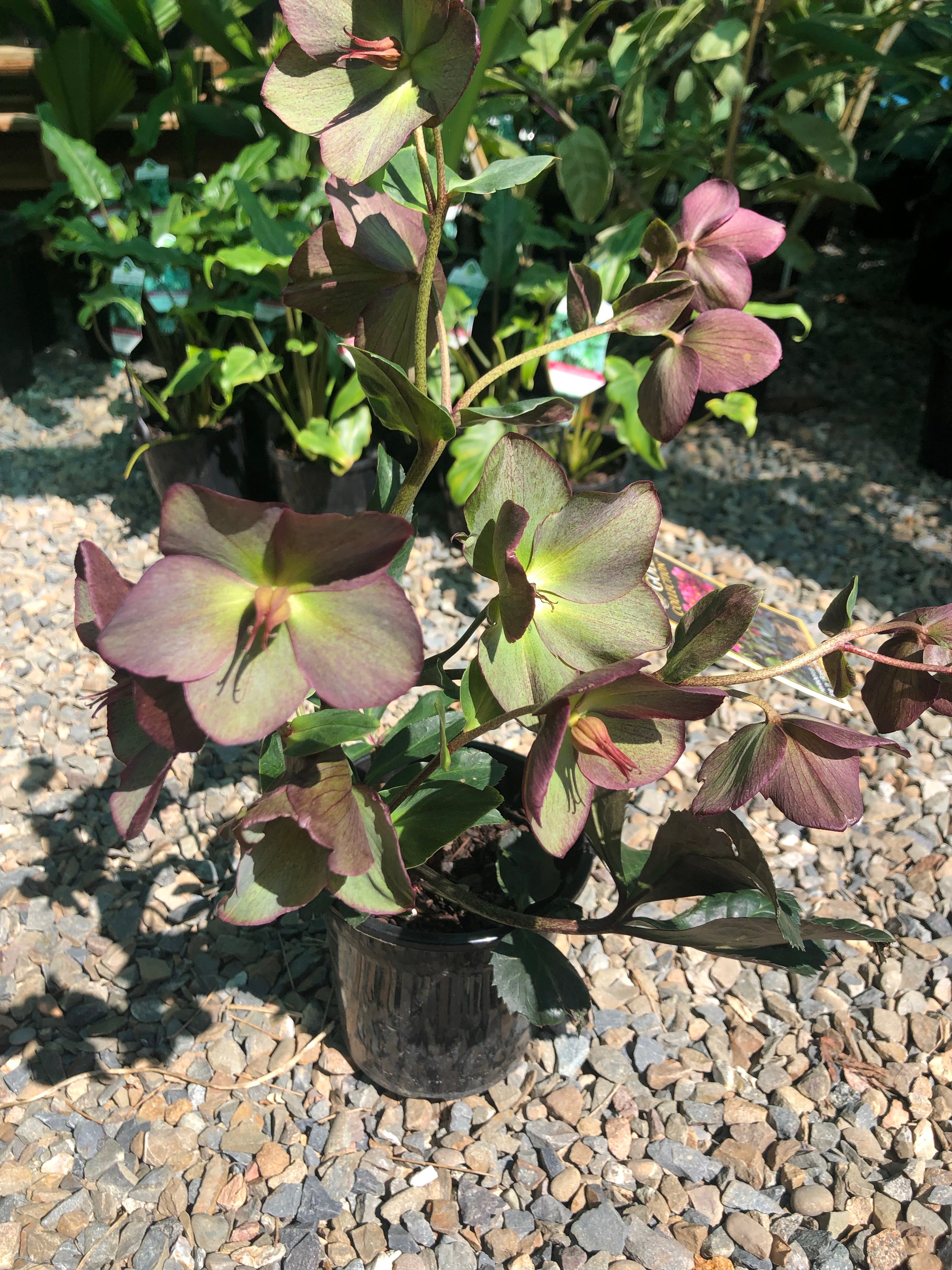 Helleborus orientalis - Lenten Rose