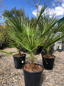 Chamaerops humilis - European Fan Palm