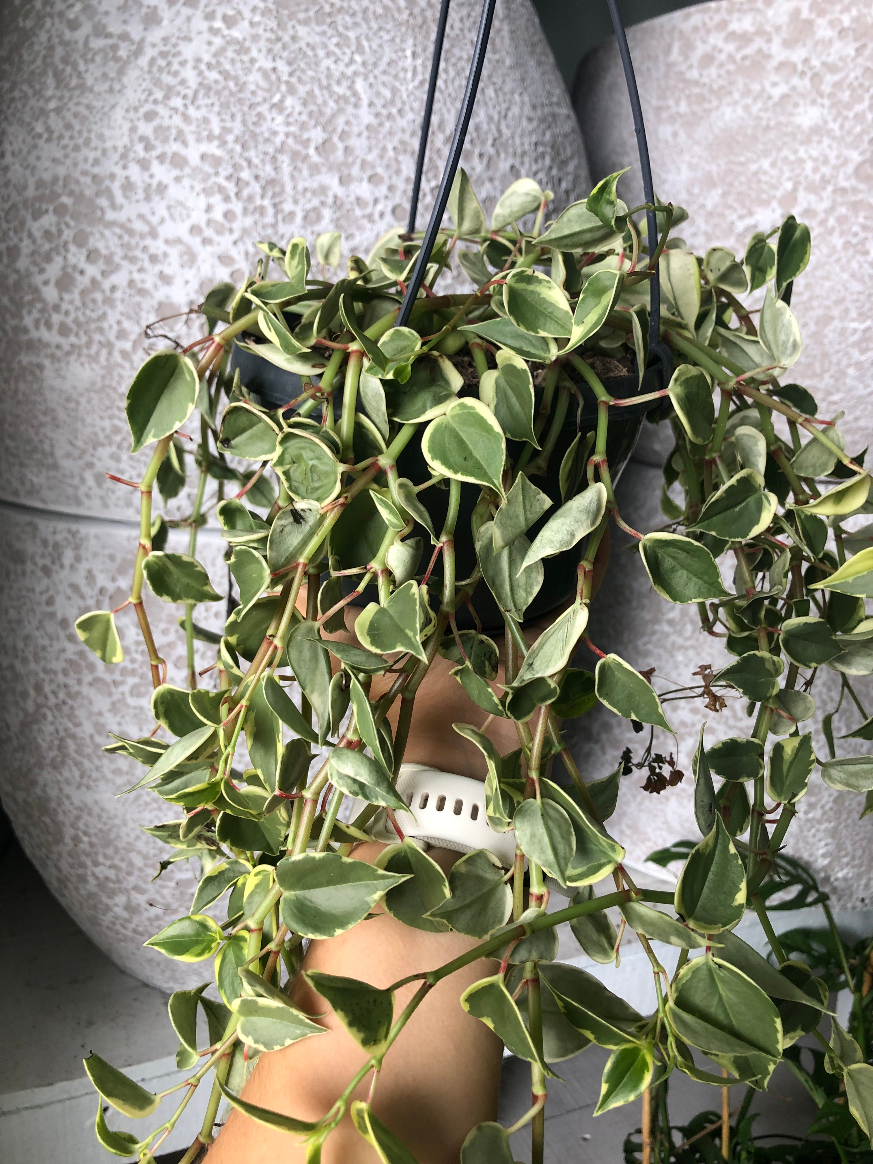 Peperomia scandens - Cupid Peperomia