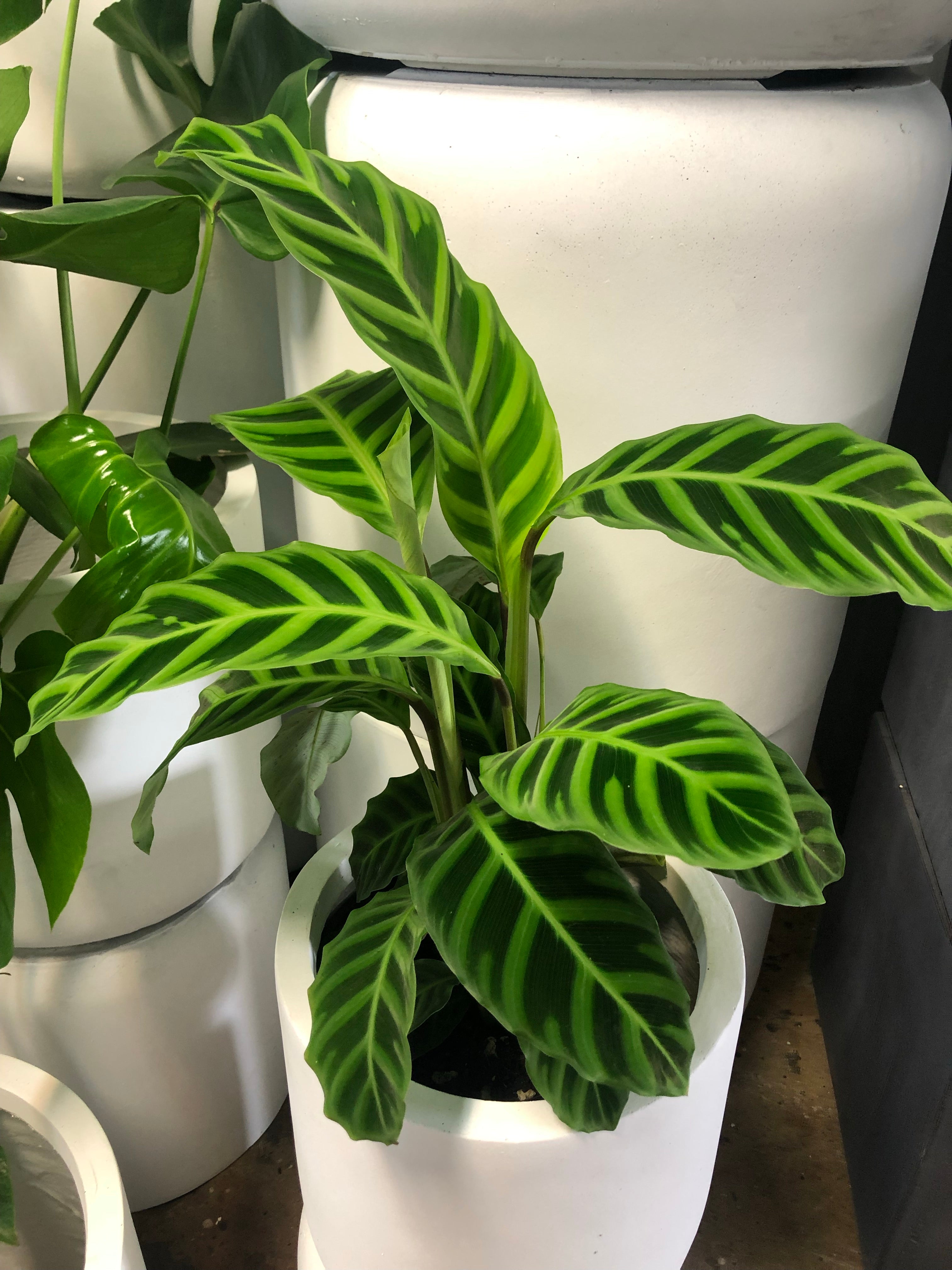 Calathea zebrina - Zebra Plant