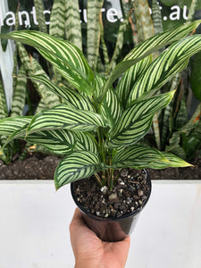 Calathea elliptica ‘Vittata’ - Prayer Plant