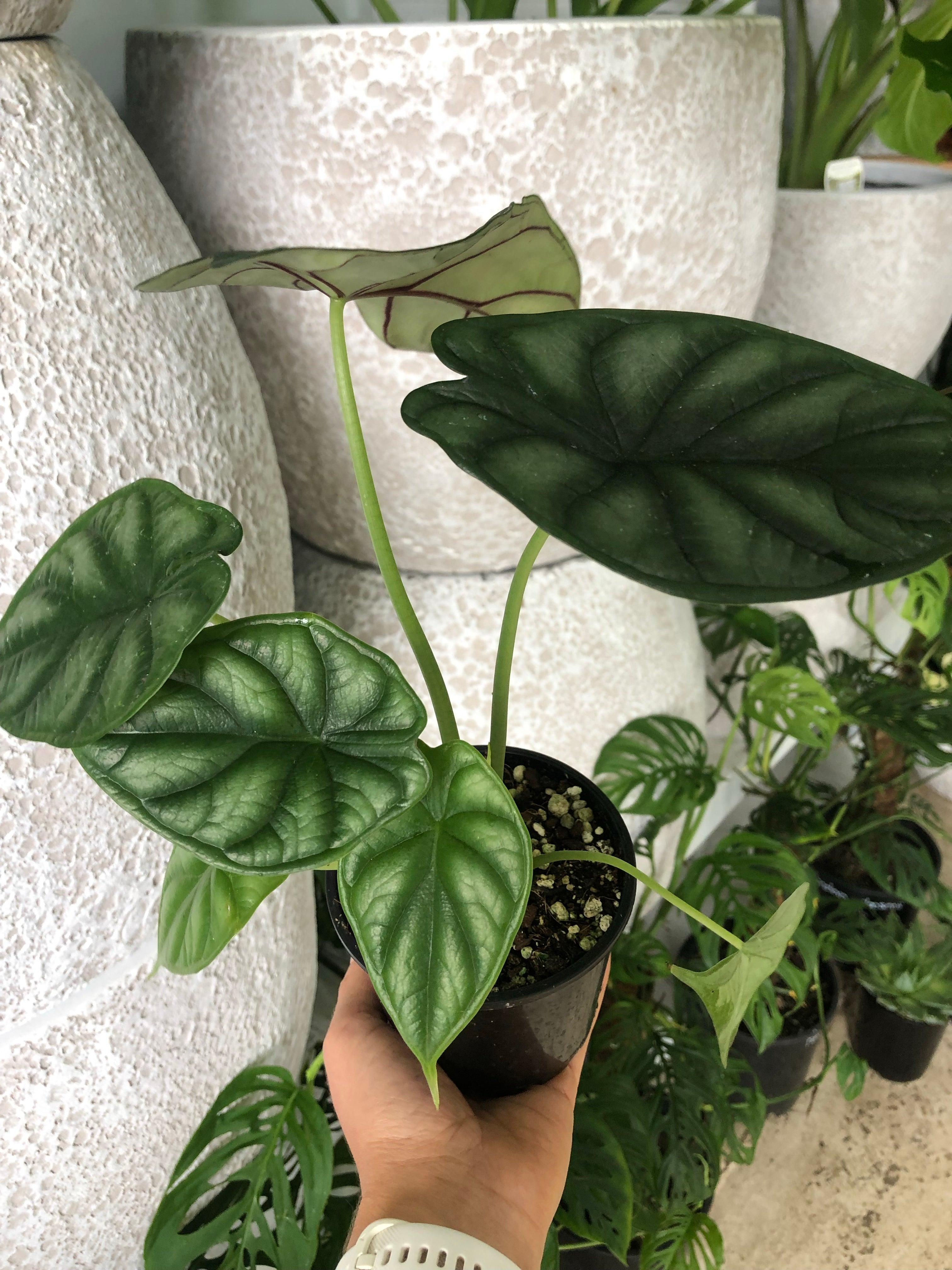 Alocasia baginda - Dragon Scale