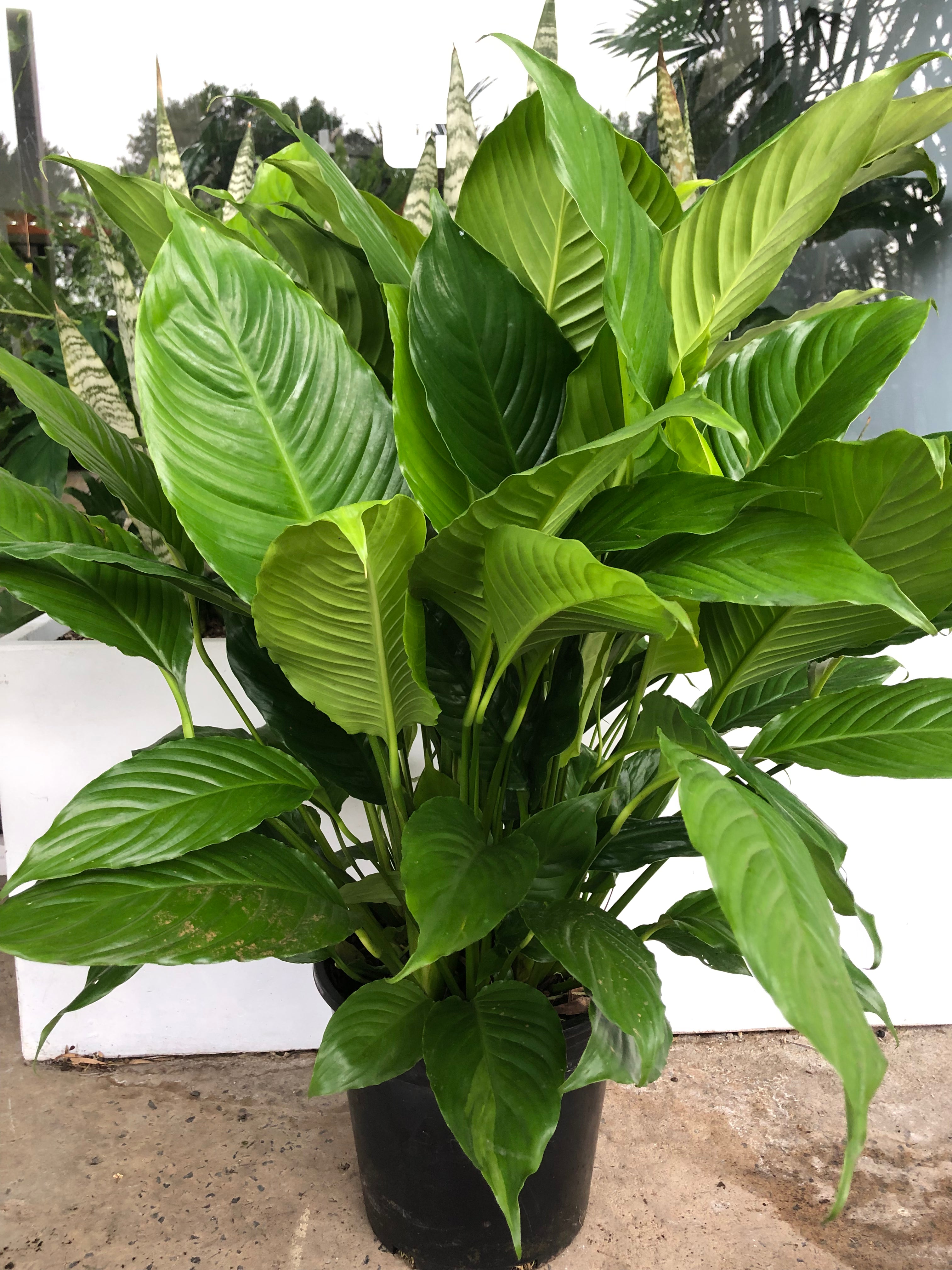 Spathiphyllum ’Maracay’ - Peace Lily