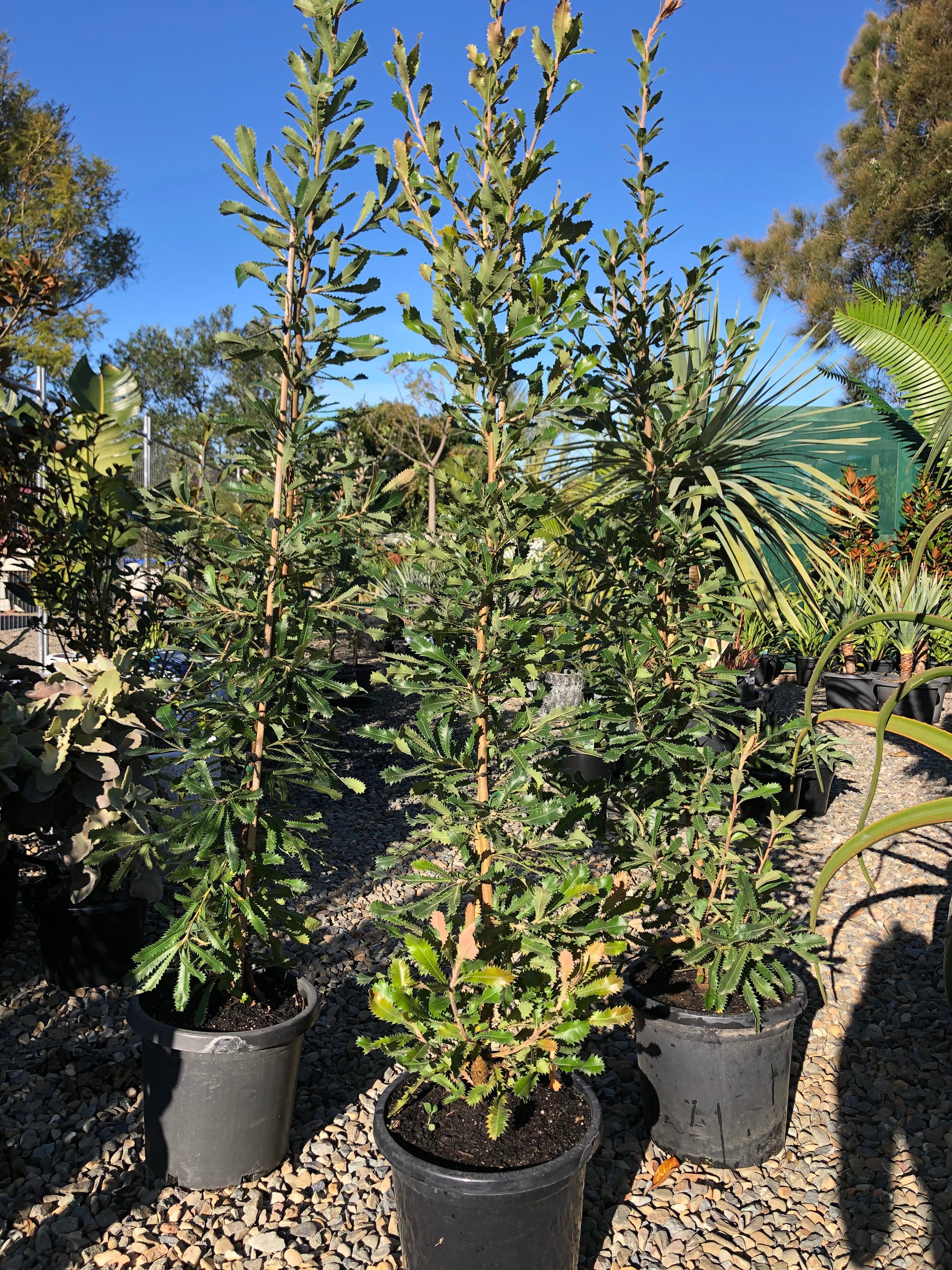 Banksia serrata - Saw Banksia
