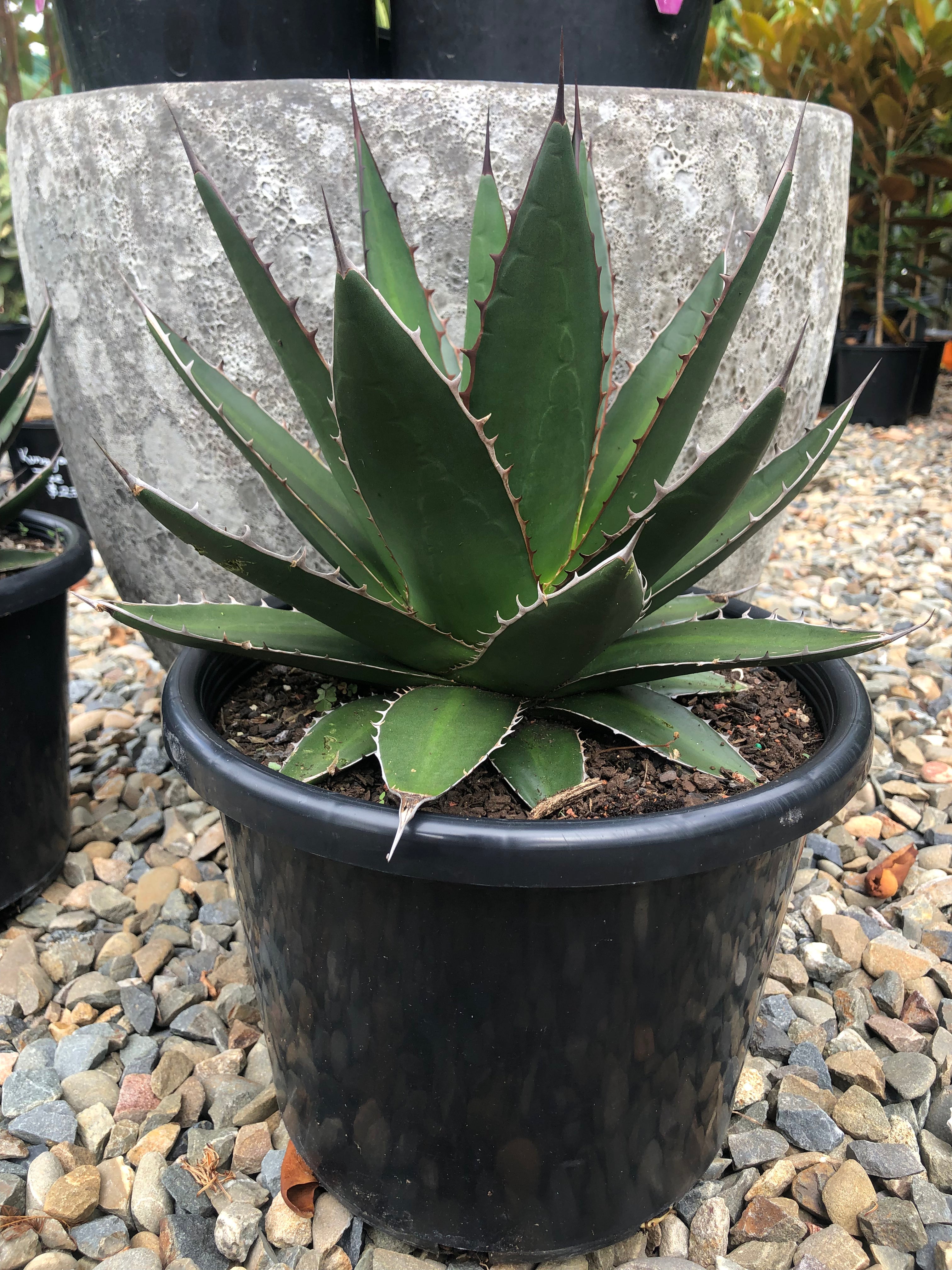 Agave ghiesbreghtii - Purpus Agave