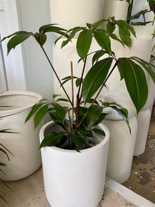 Tupidanthus calyptratus - Umbrella Tree